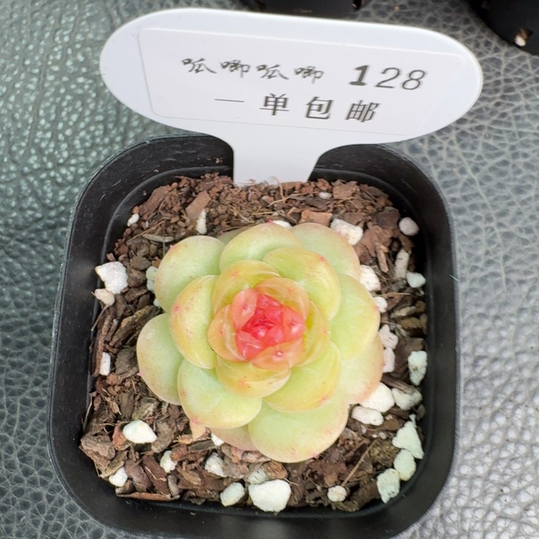 0128-晴岚2单头一颗