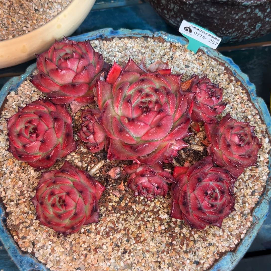 多肉一物一拍0214-3980