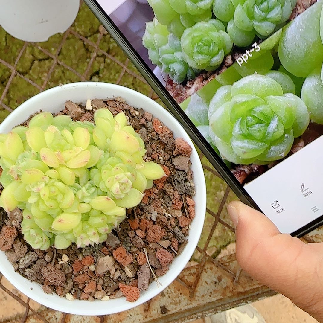 S***N1225-55（ppt-3）优选