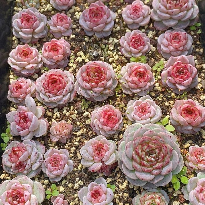 313 多肉植物盆栽花卉植物