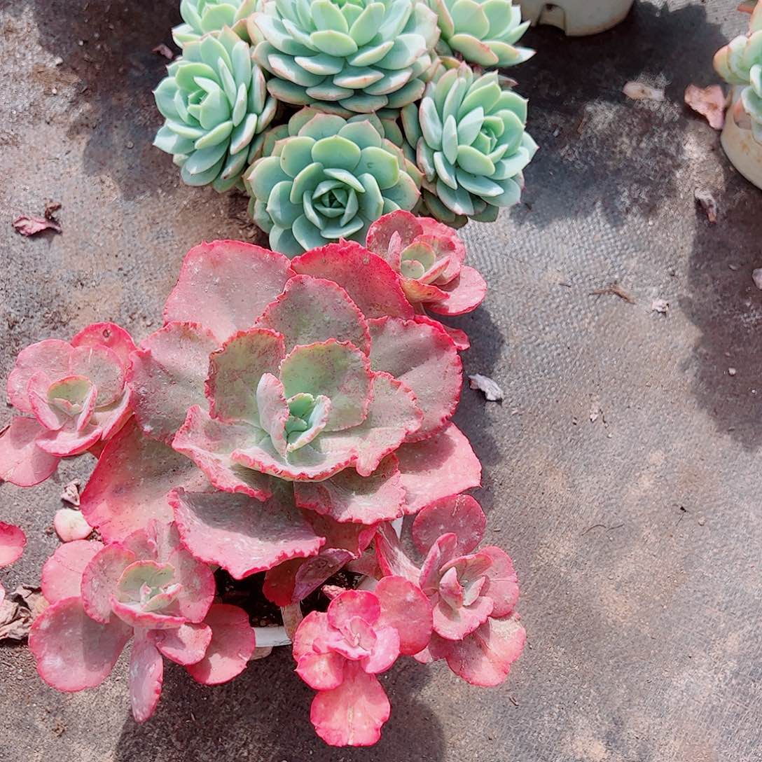 舞会红裙多头群生老桩特价