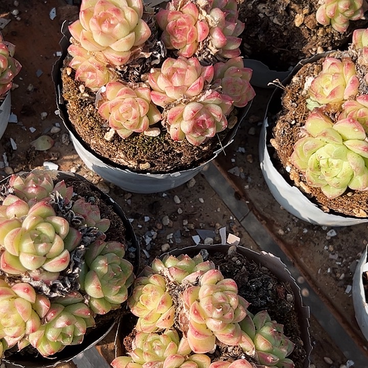 小的           红女王