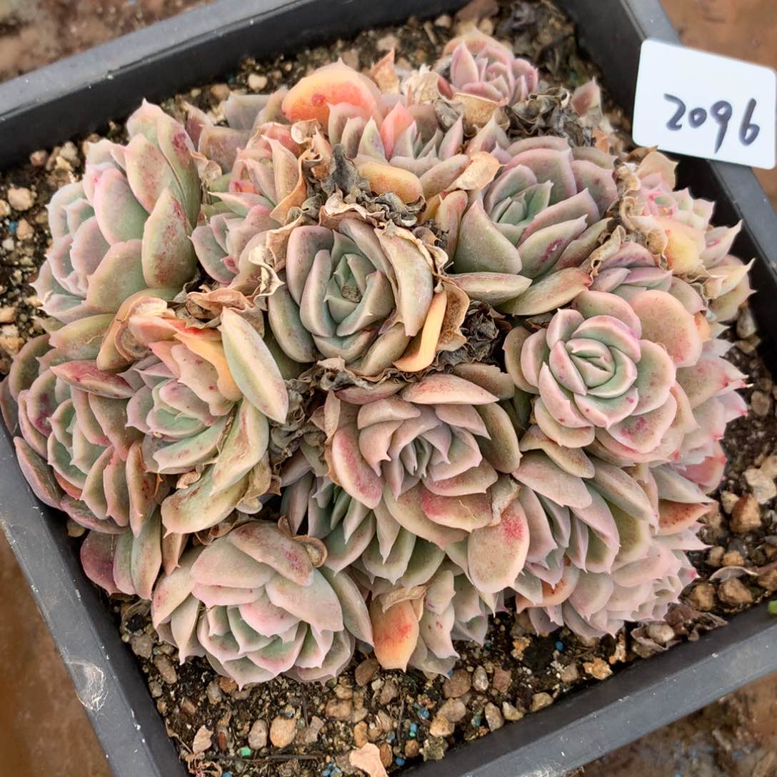 2096杂交多肉植物