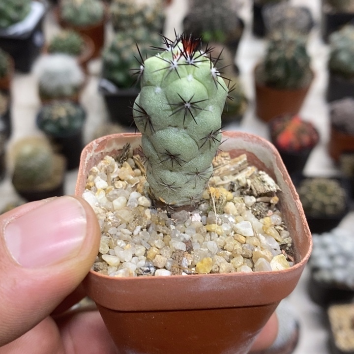 黑刺帝王丸特价福利2