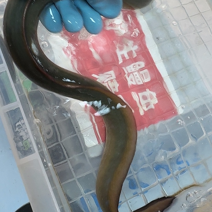 野生鳗鱼一斤二两