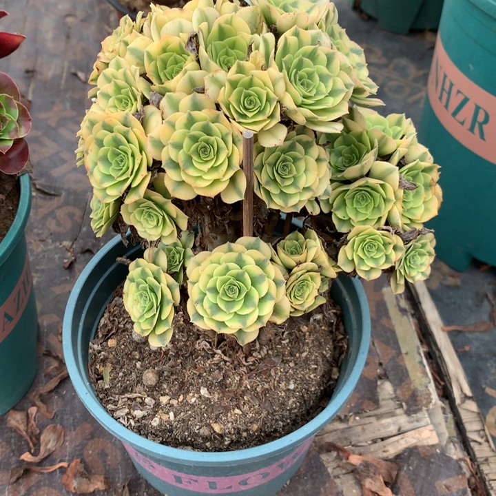 354金丝翡翠多肉植物特价