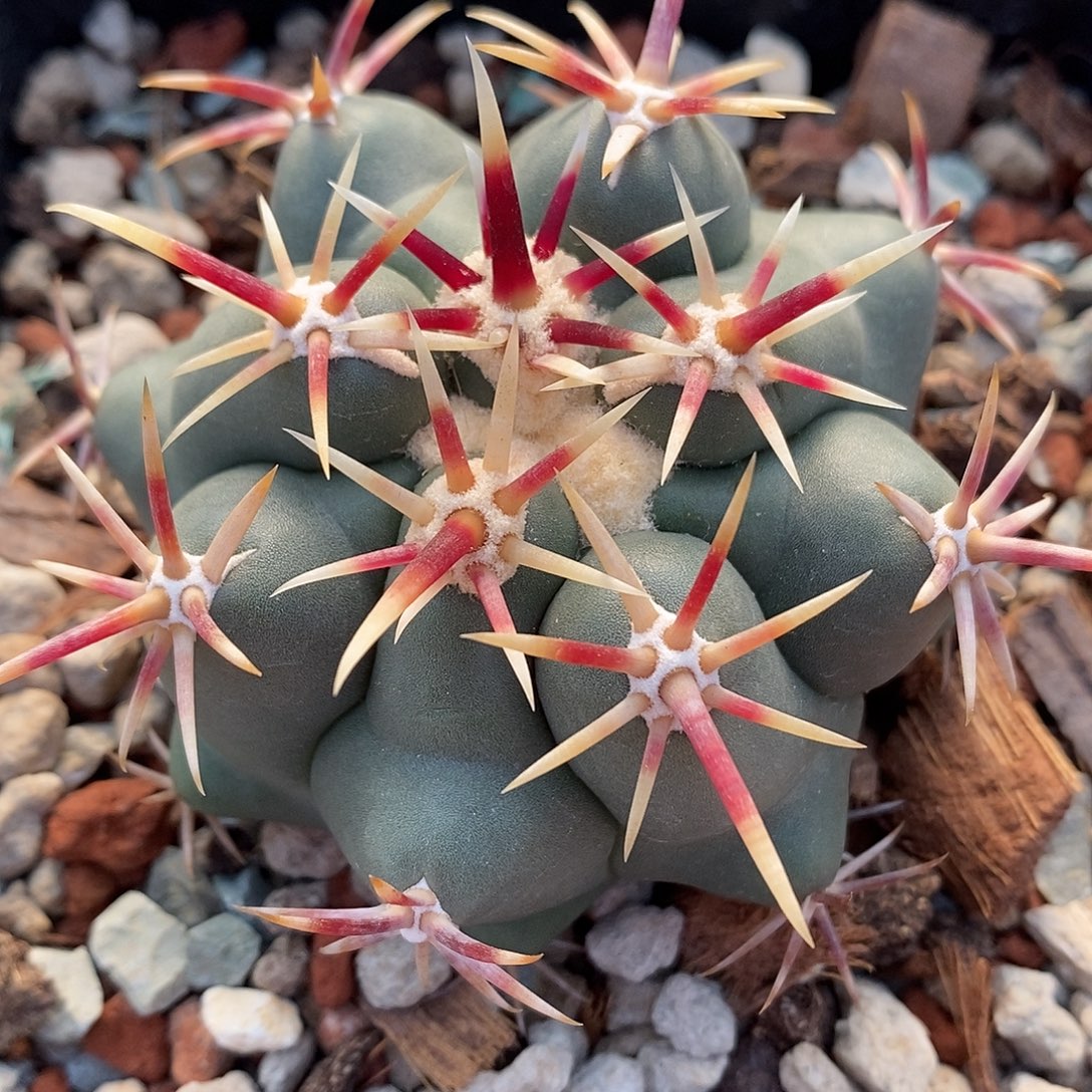 实生  大红鹰6.5公分左右一物一拍