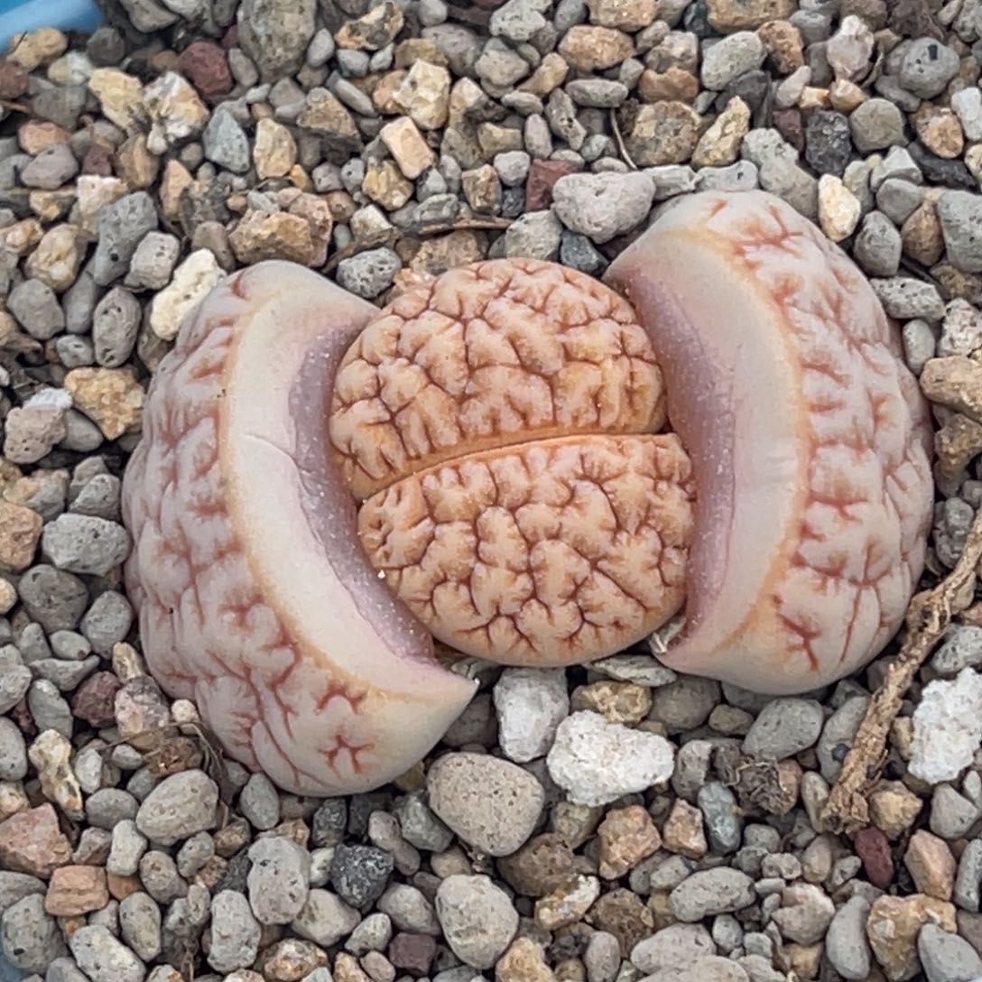 奇***林7284凹凸铁189一颗