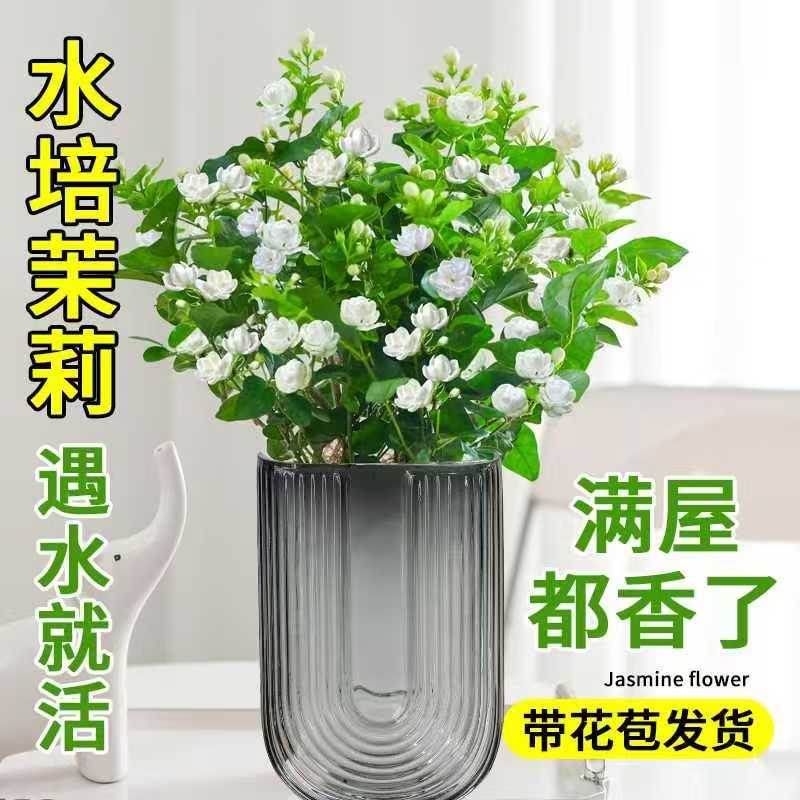 茉莉花水培植物盆栽带花苞室内办公室好养四季开花