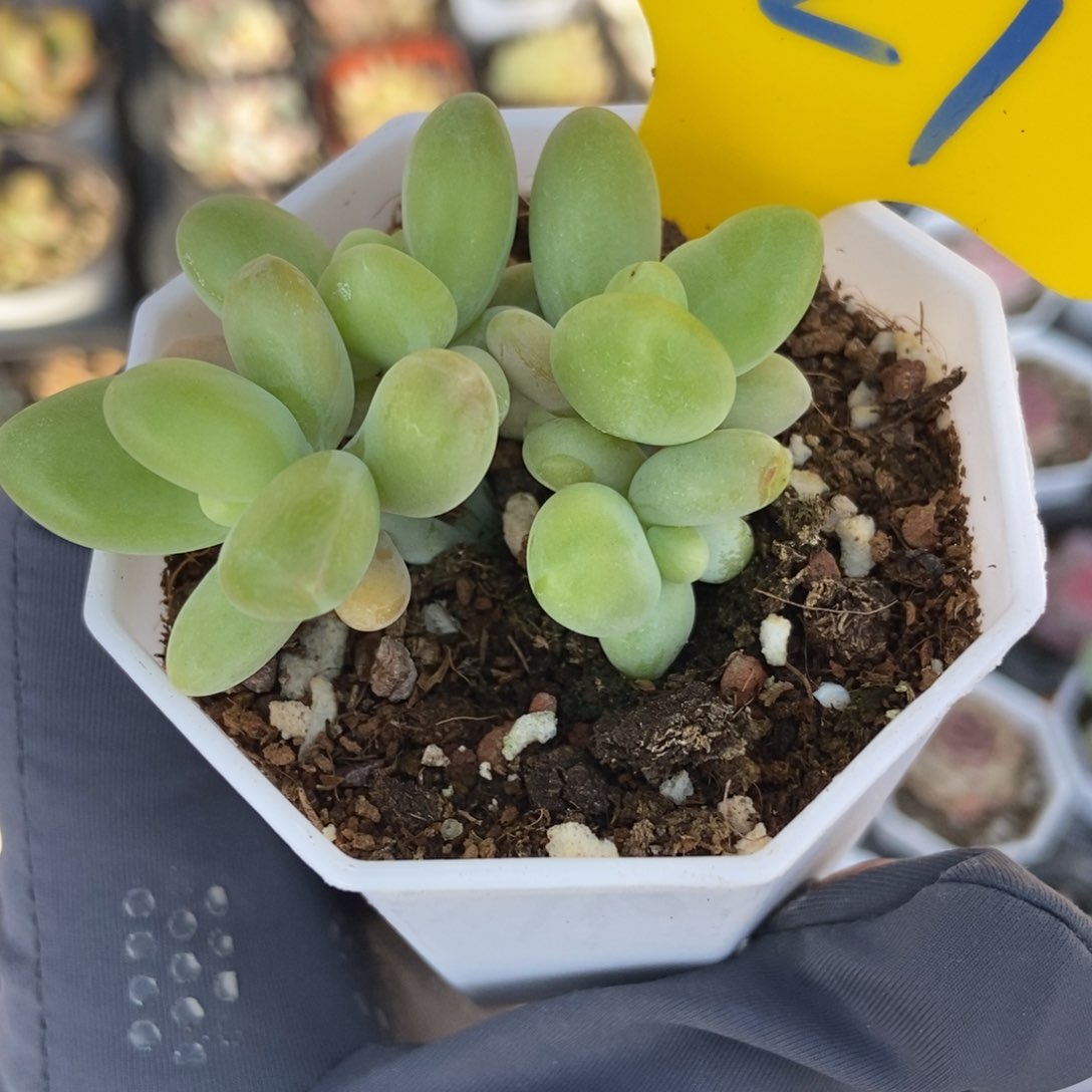 621芒果美人多肉植物