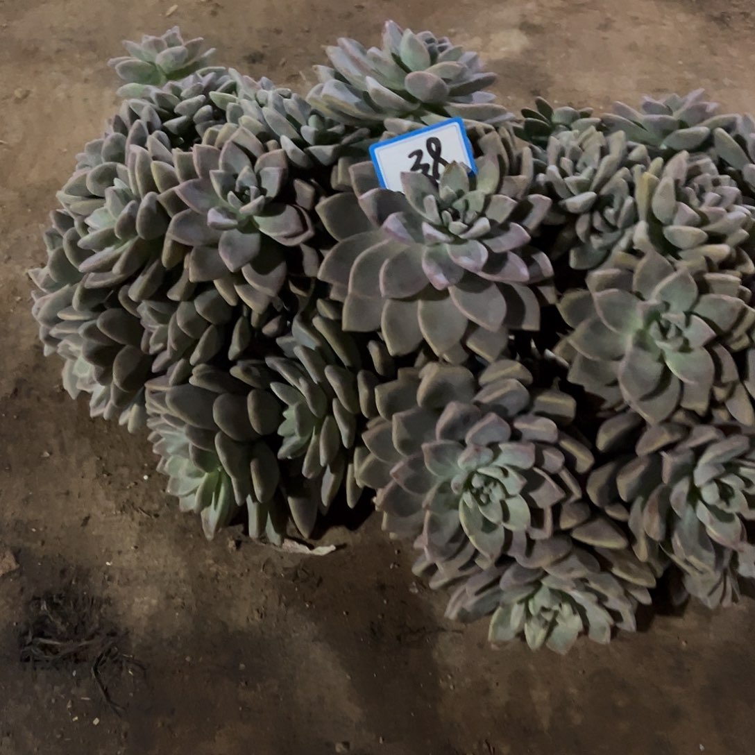 笑***38号淡雪拙了缀化一物一拍