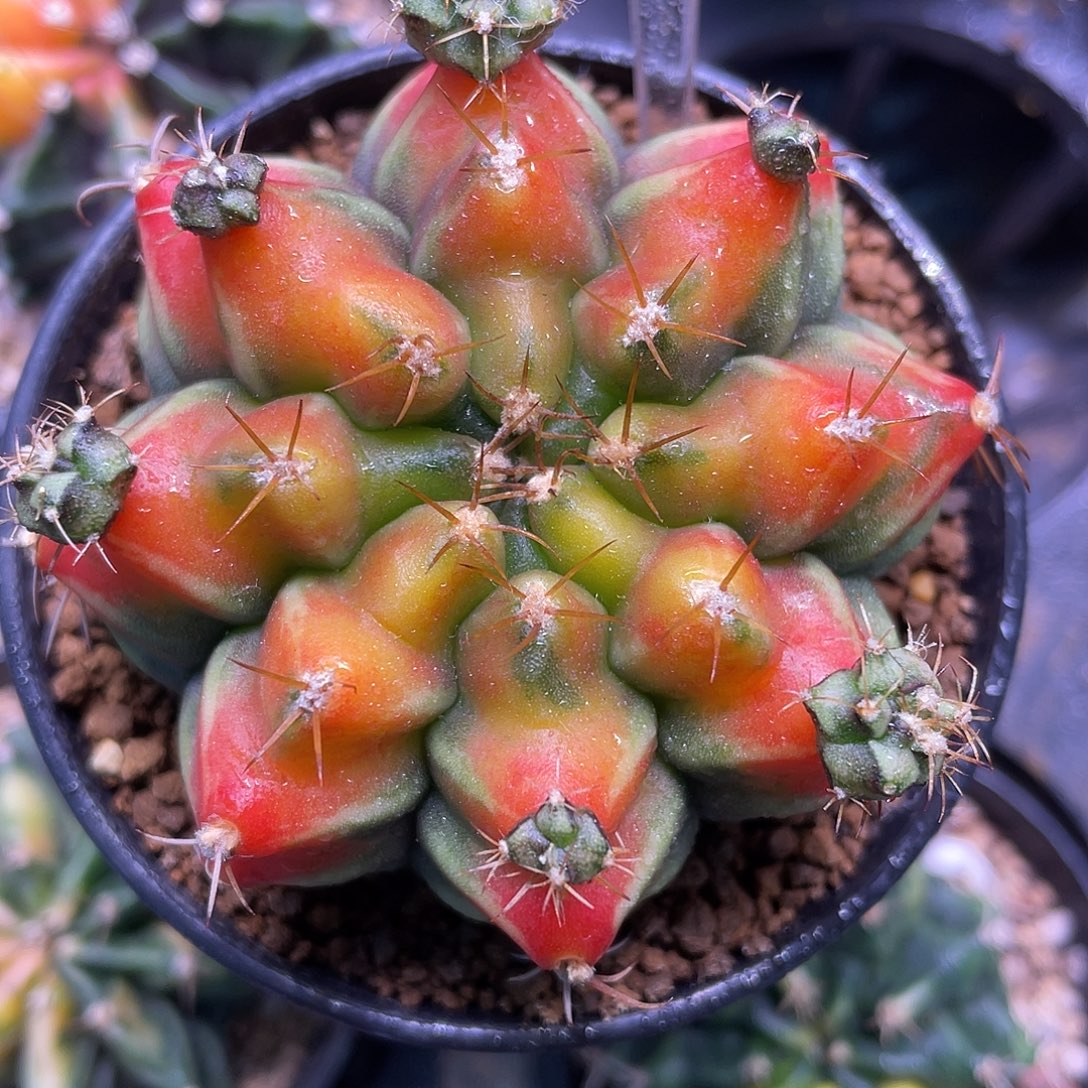 1-269米哈锦6.2厘米