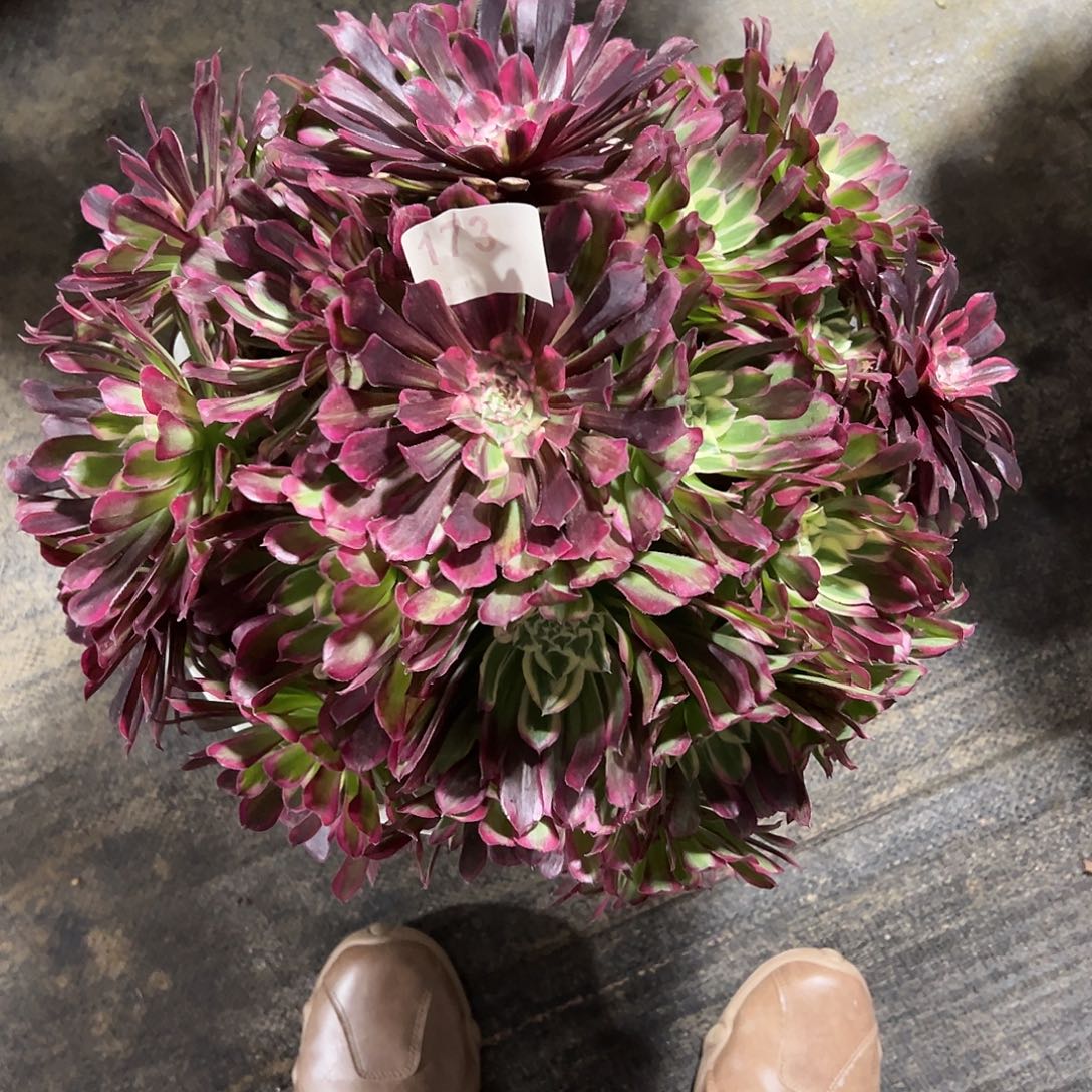 173同花顺多肉法师