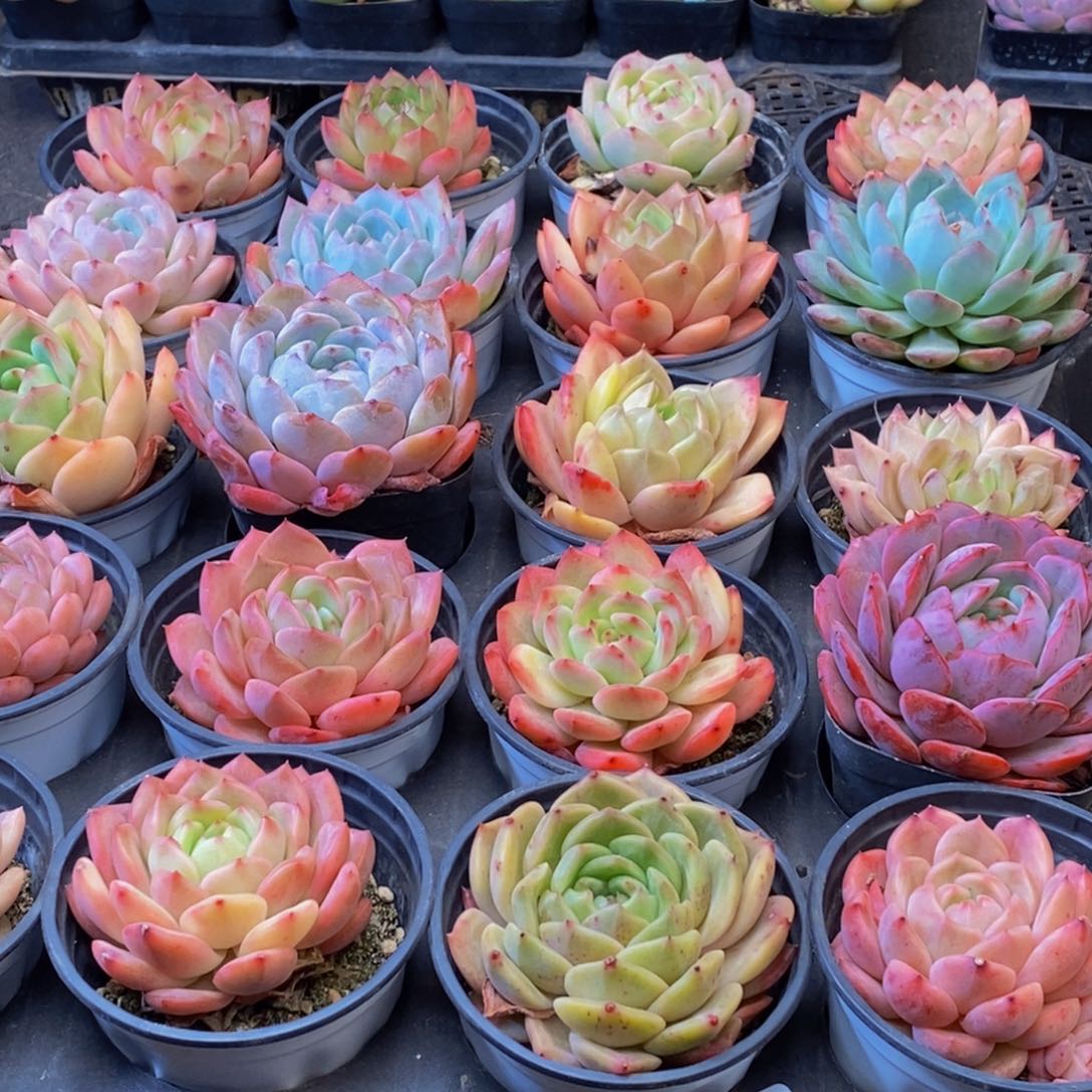 009多肉植物保护研究所所长助理