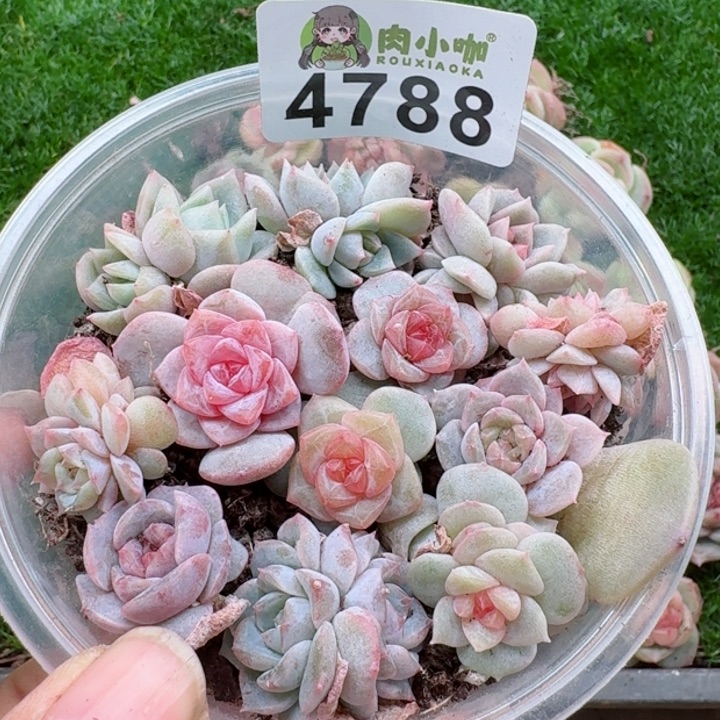 多肉植物多肉植物