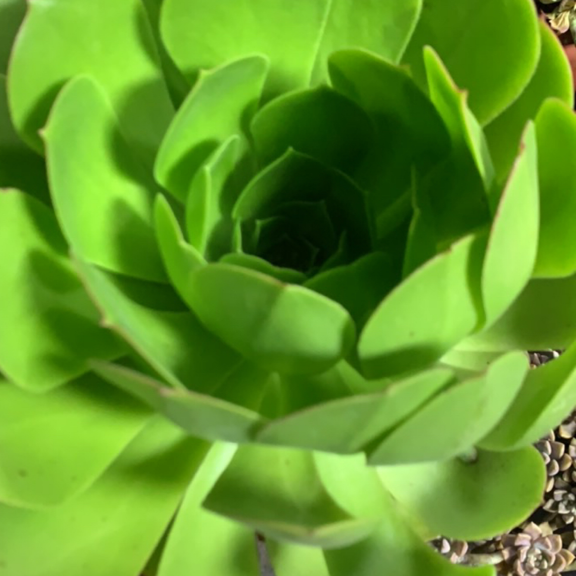 法师多肉植物包邮到家