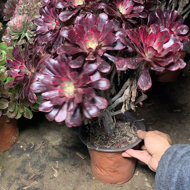 多肉多肉多肉丽娜63