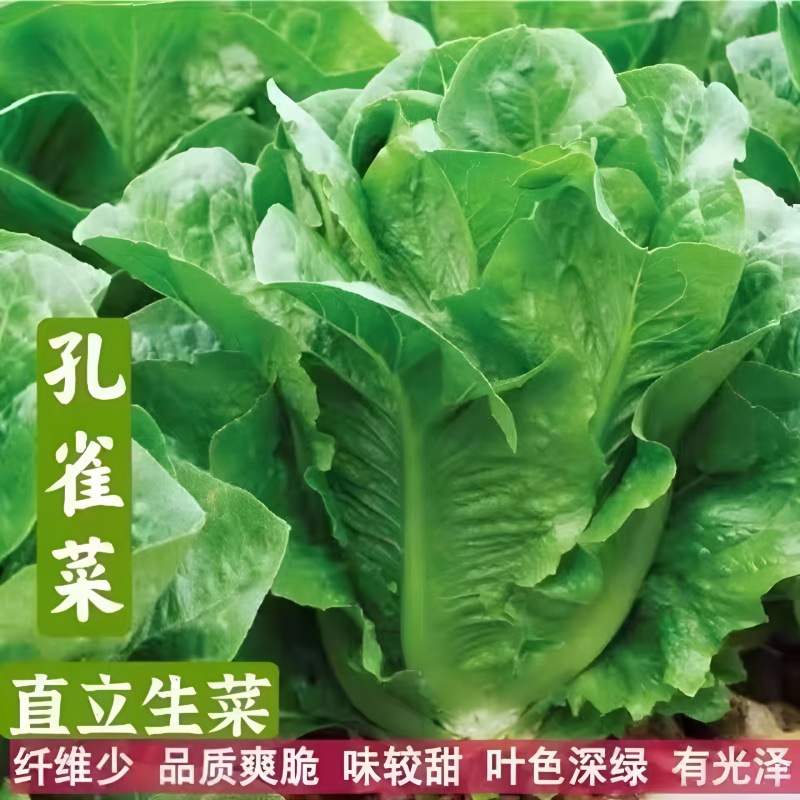 【全店满5元包邮】孔雀菜好吃脆甜生长速度快家庭盆栽农春秋种业