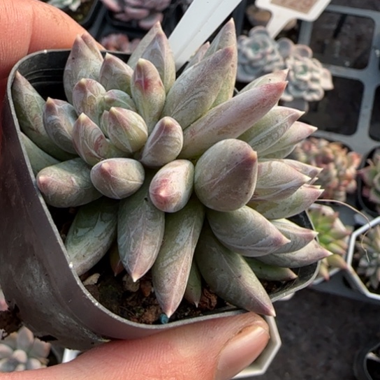 358炫彩星多肉植物多