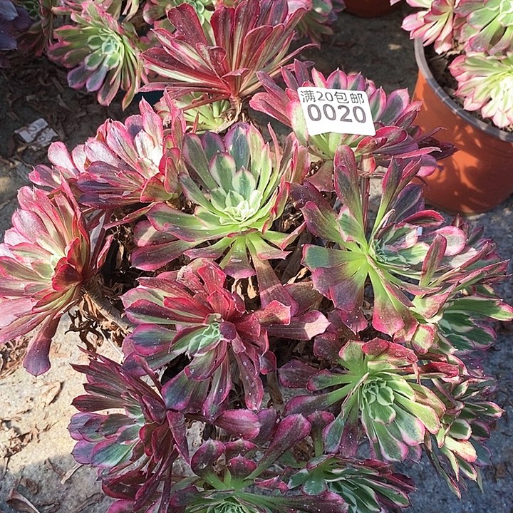 0020 一颗同花顺法师