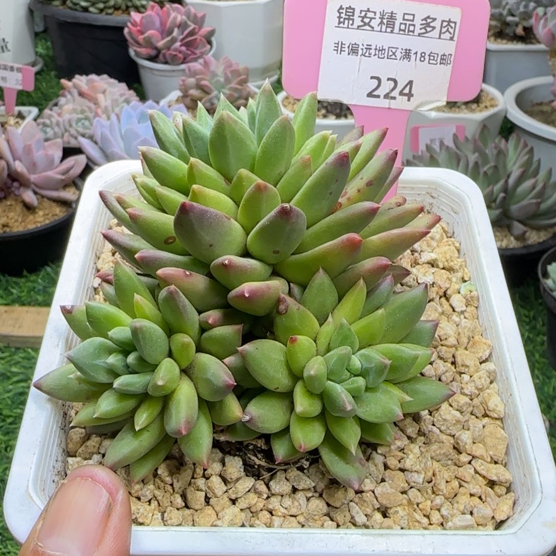 锦安精品多肉植物224