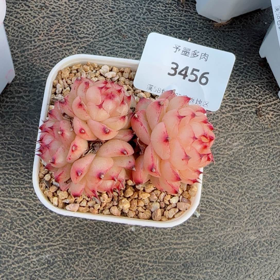 望春风，3456多肉植物