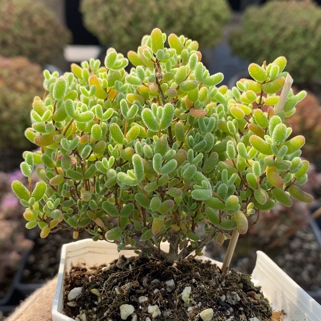 蜜橘糖球5728枝干番杏