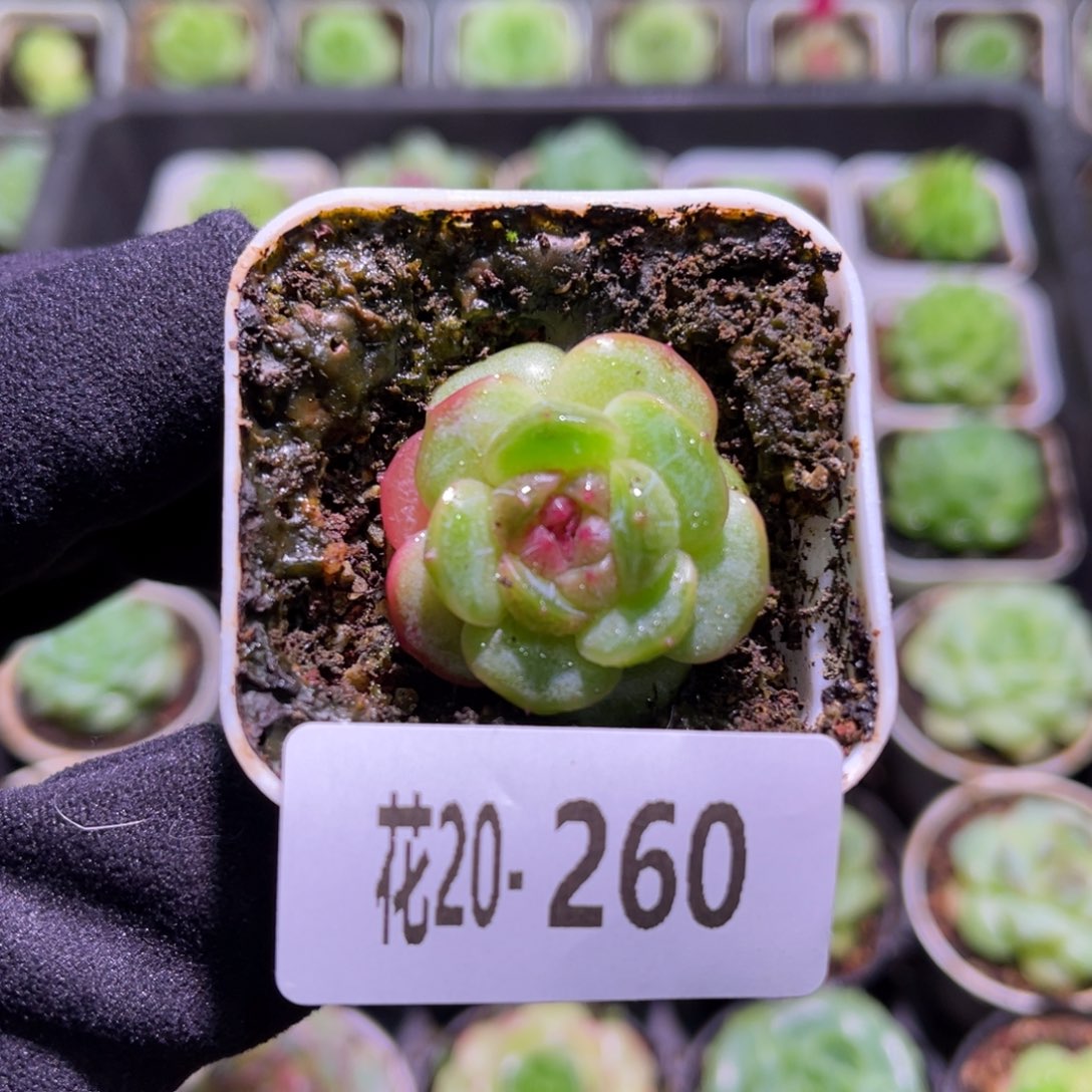 花利美20-260新品珍妮