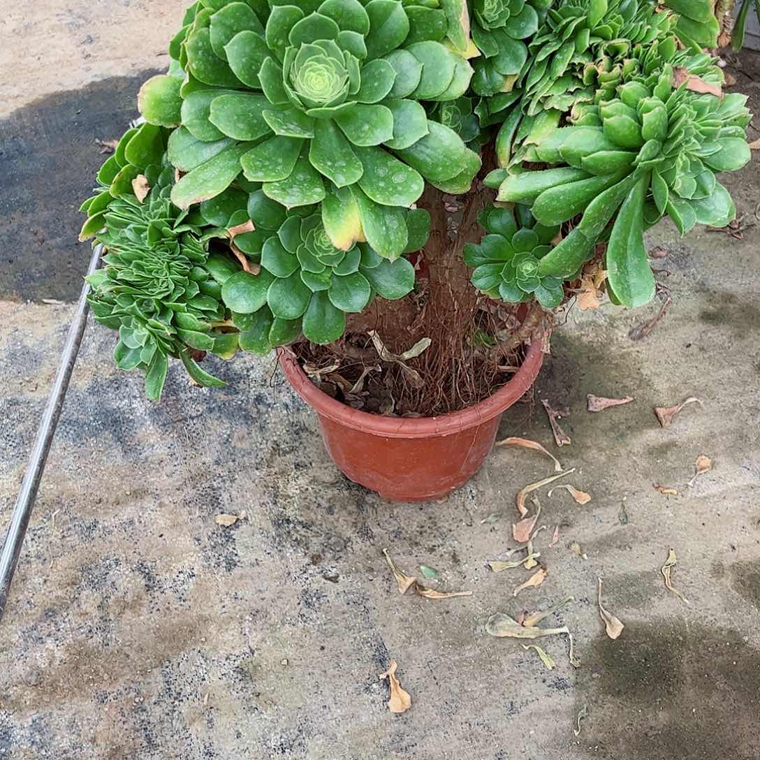 多肉植物638多肉