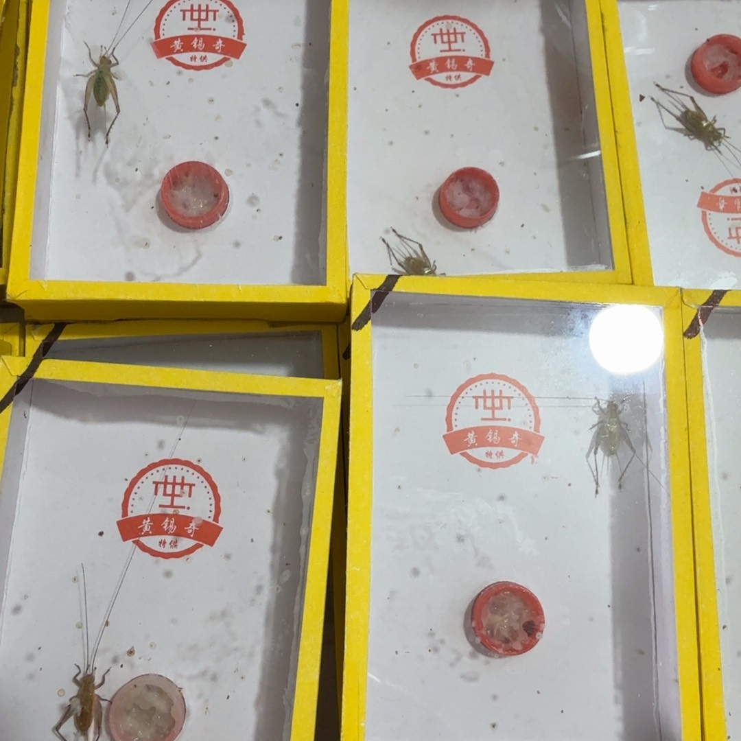 拍下发2只短须大黄龄