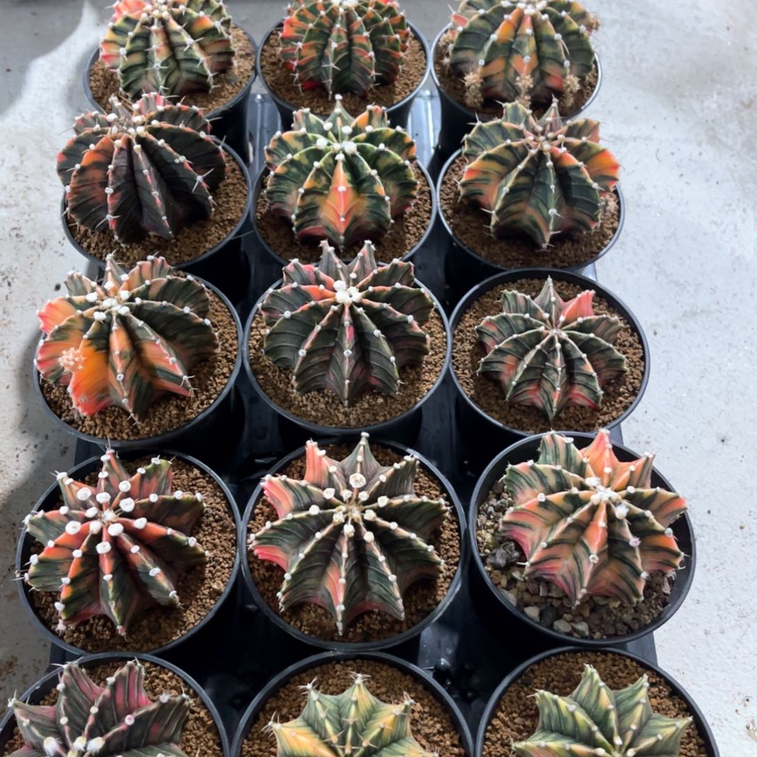 白*水实生肋骨锦个干干净净