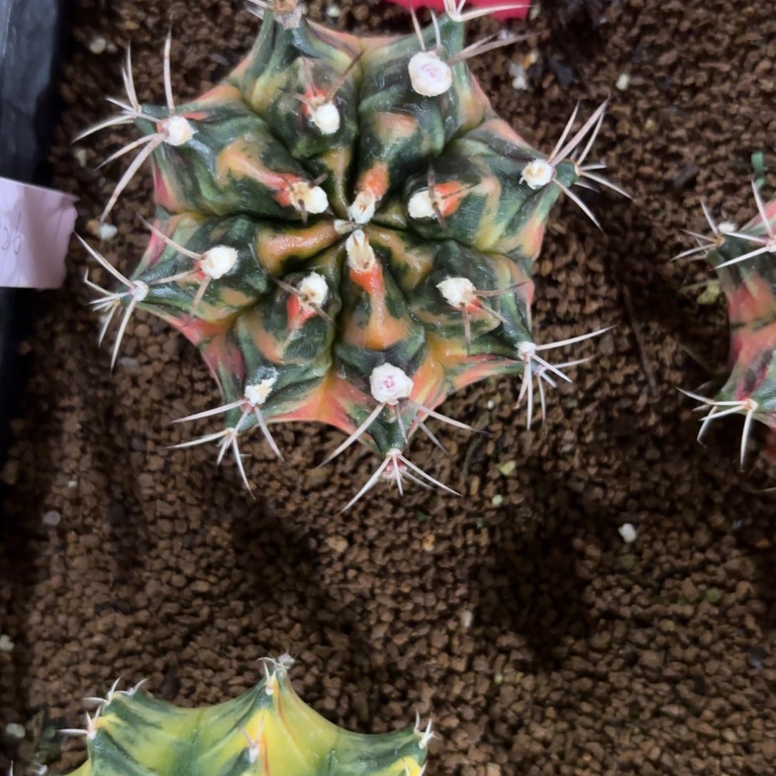 256-1209泰国发货多肉