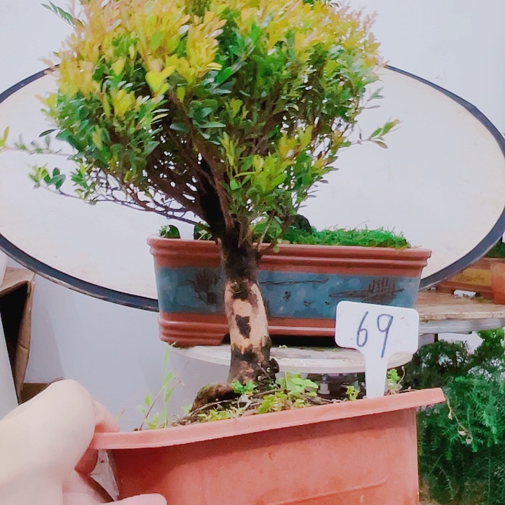 完全开放老*鱼69小叶赤楠