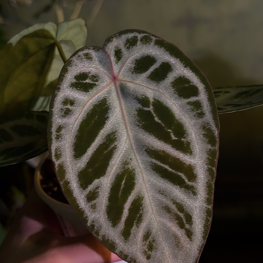 不开花植物蓝月石M92