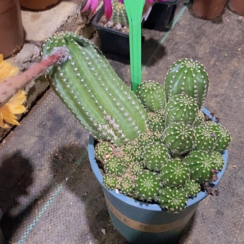 如*✨仙人掌彩草B 412