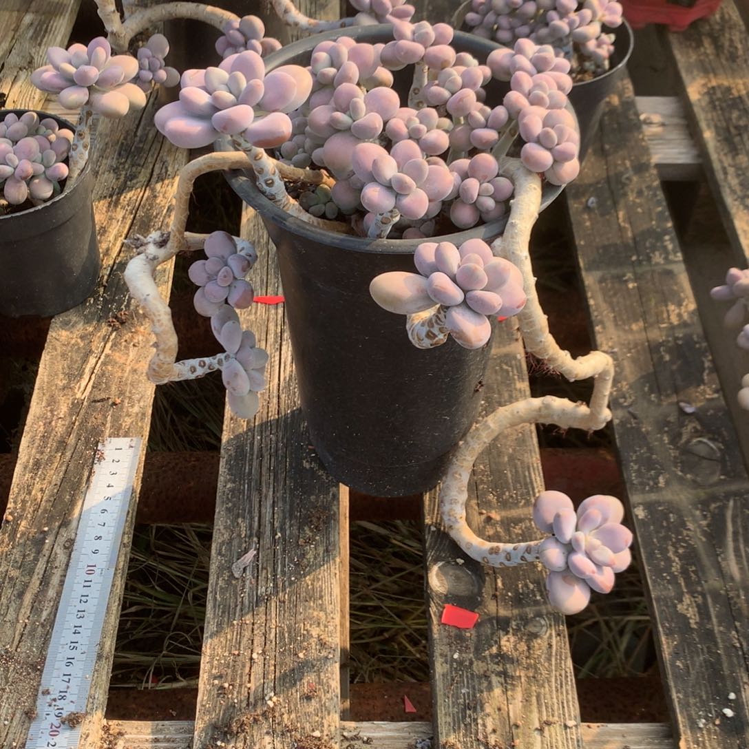 桃蛋老桩不带盆4号