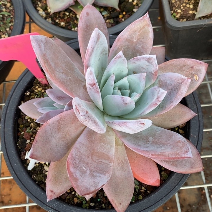 D134- 直播福利 祖母绿