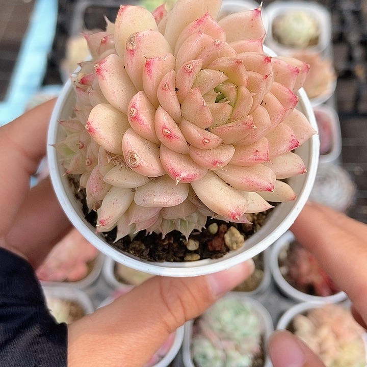 一物一拍满十元包邮发货 187