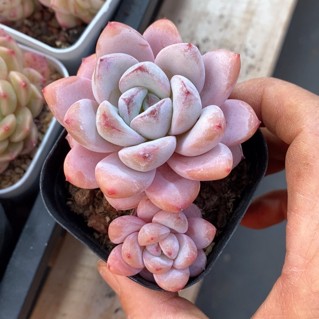 精品多肉一物一拆不包整224