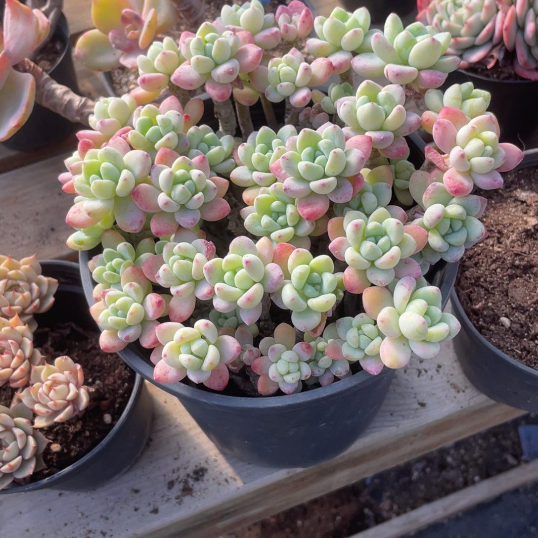 0506 劳尔  六月六