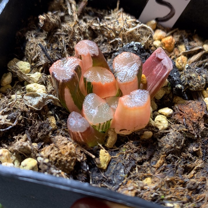 蜘蛛巢万象锦带盆土发货