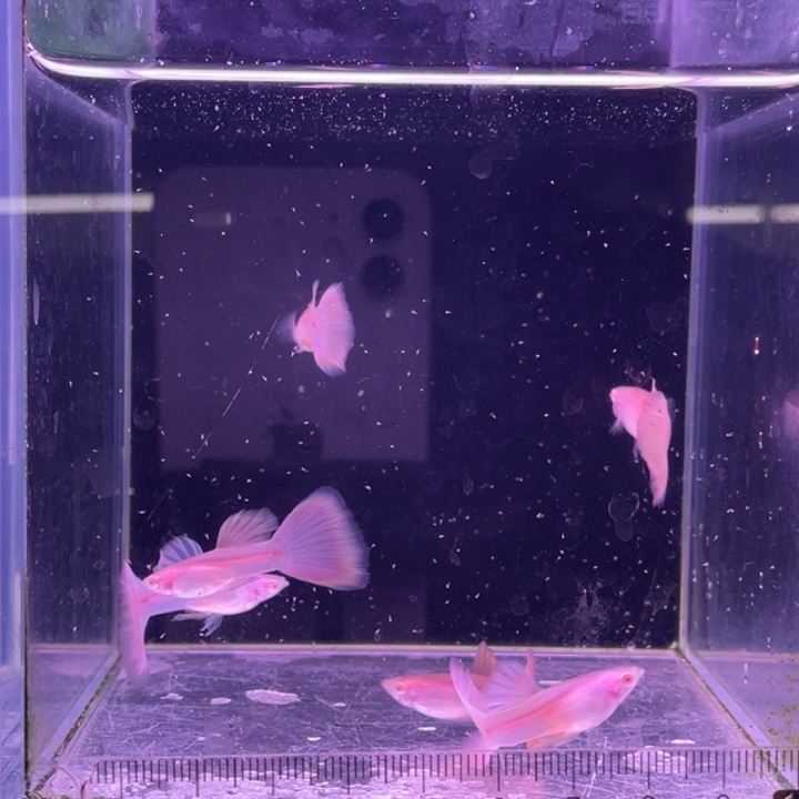 孔雀鱼金粉公鱼6条