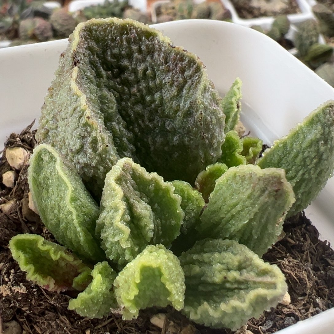 大叶型金边实生新品大苗多肉