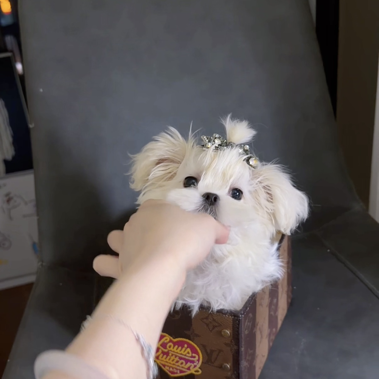 Wink. 小体马尔济斯犬弟弟
