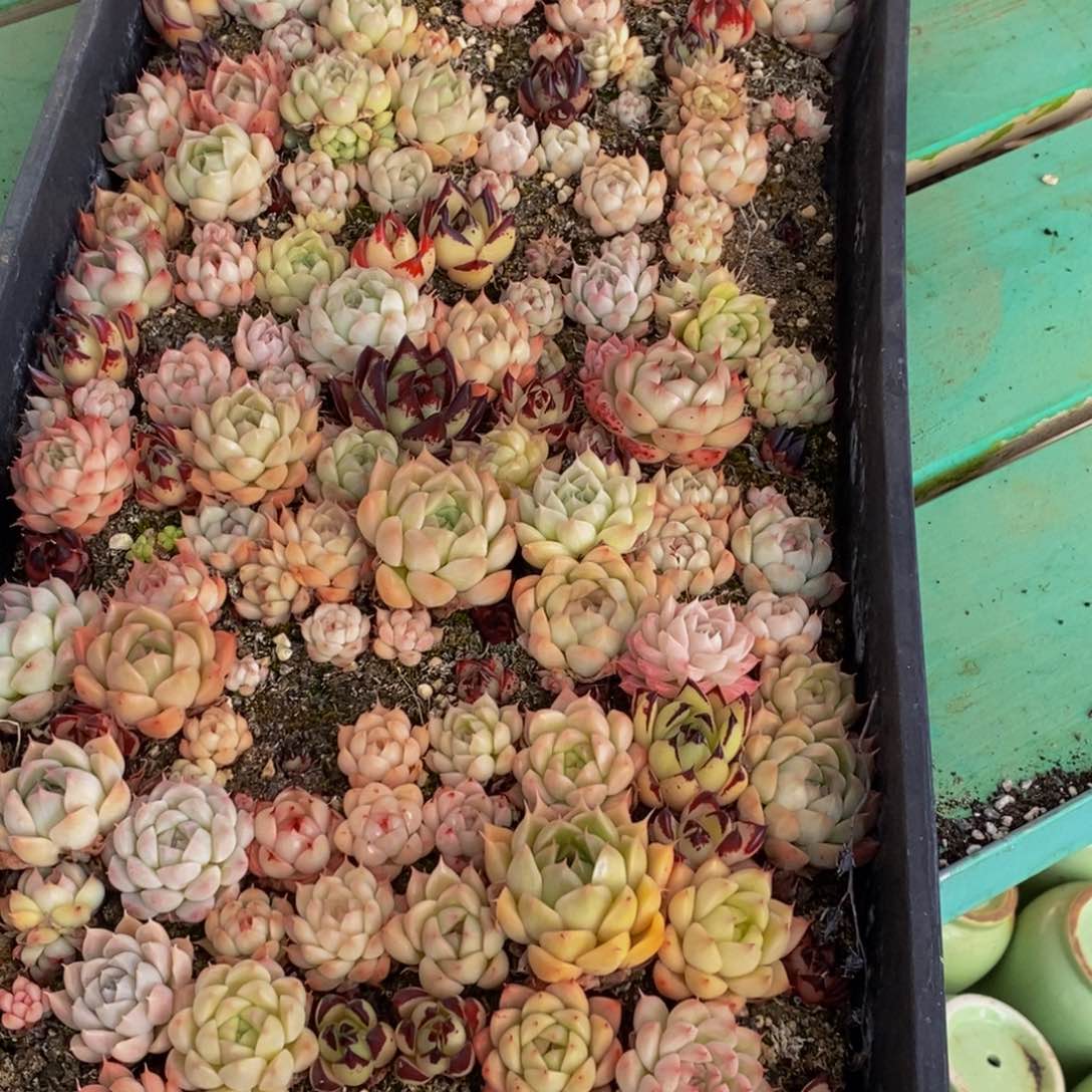 431多肉植物保护研究所所长的