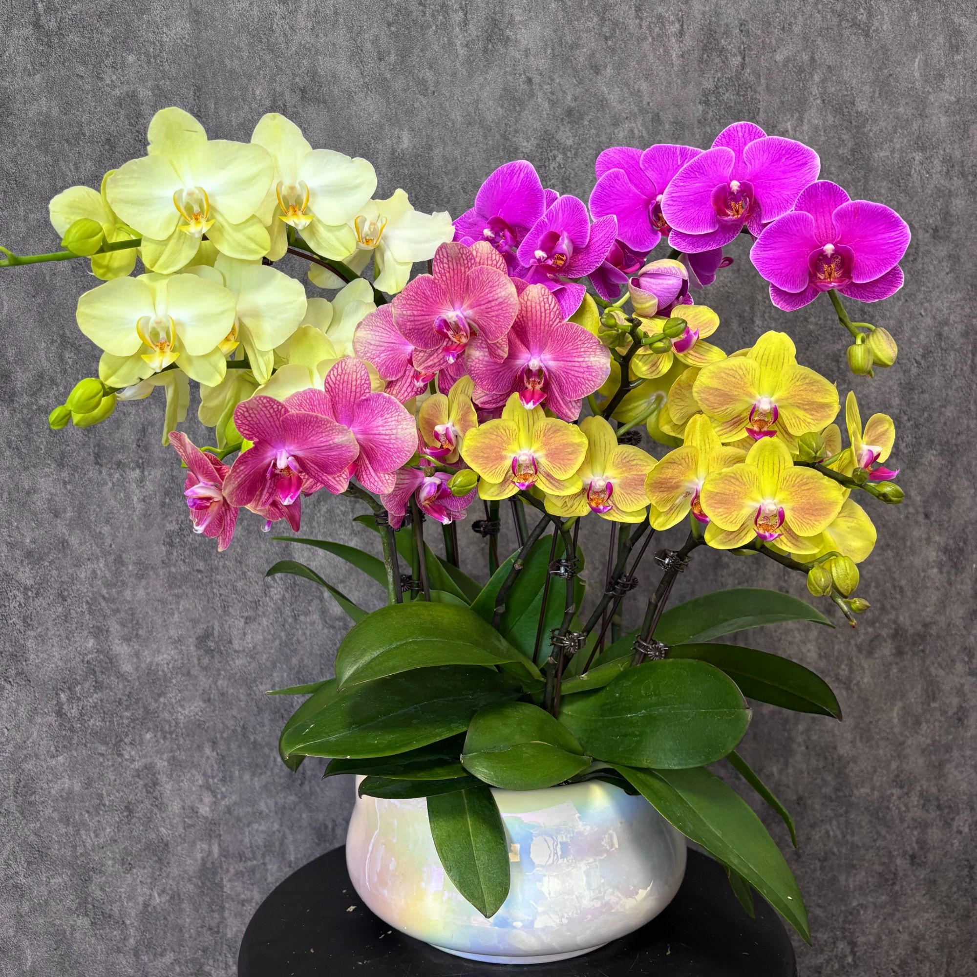 【全家福-蝴蝶兰】 五彩缤纷 好养花期长 送礼装饰 室内观赏花