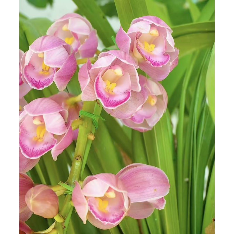 老黑家的【朝阳】大花蕙兰 嫩粉色系 室内好养绿植蕙兰