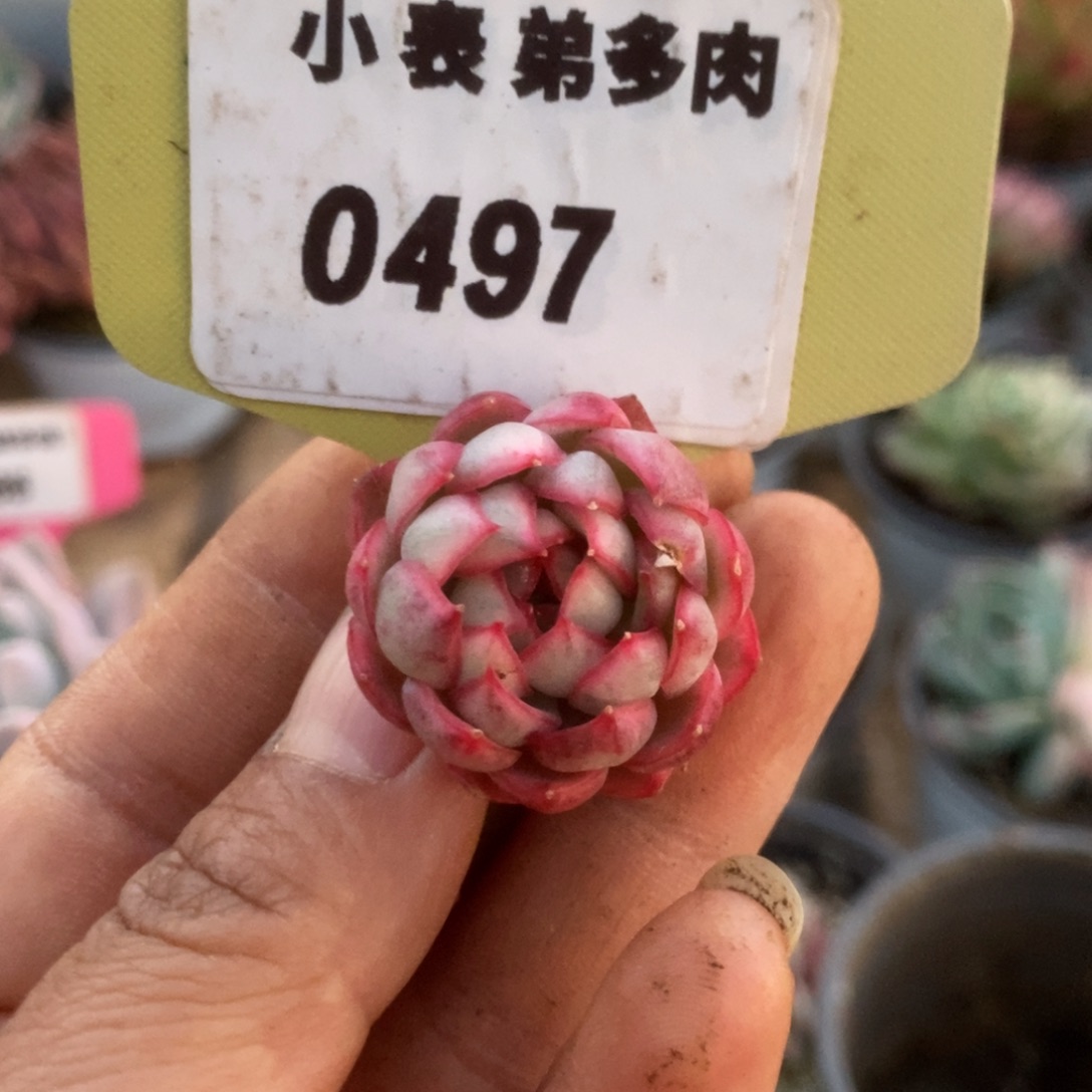 哎***旭497白覆轮梦幻玫瑰侧芽锦锦锦锦锦锦