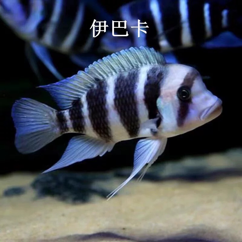 进口三湖慈雕坦鲷伊巴卡布隆迪六间鹅头六间萨伊蓝活体热带鱼观赏