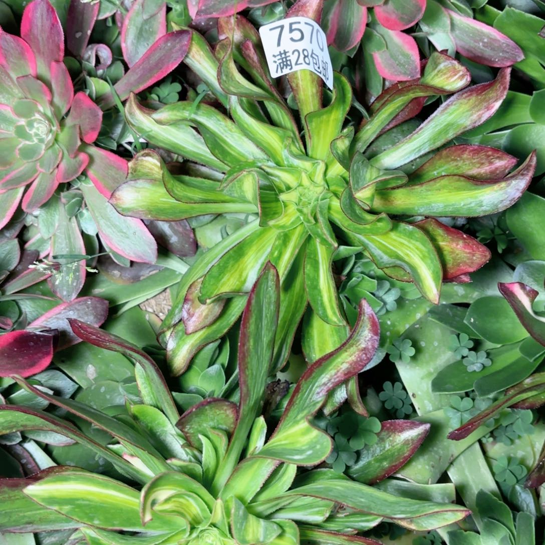 E. 7570魅影中班七彩多肉